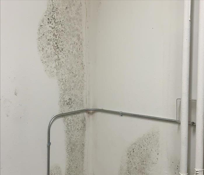 image of a commercial building with visible mold growth