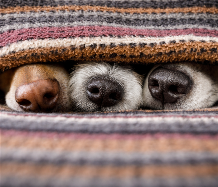 Dogs are hiding under the covers.