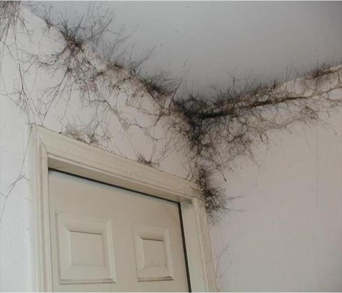 image of multiple soot webs in the corner of a home 